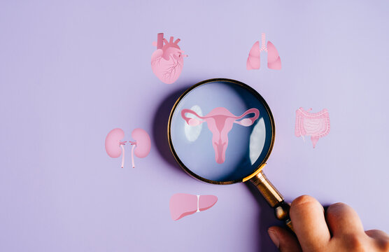 uterus female reproductive system, women health, PCOS, ovary gynecologic and cervical cancer, magnifier focus to uterus icon, Healthy feminine concept.