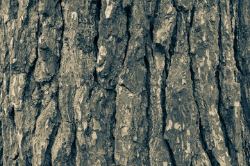 Brown bark background, close-up. Texture oak trunk for publication, screensaver, wallpaper, postcard, poster, banner, cover, website, post, space for your design or text. High quality photo