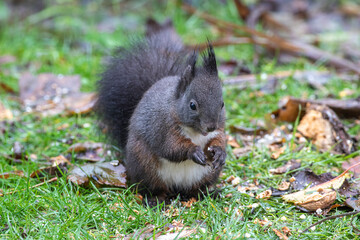 Squirrel red and black