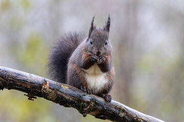 Squirrel red and black