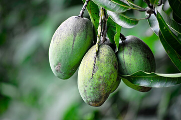 Mango tree - Green mango fruit. Juicy, oval, tropical fruit, with colors between yellow, red and green.