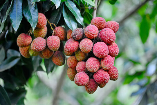Lychee fruit ready to be picked on the tree. Lychee fruit, scientific name Litchi chinensis Sonn, also known as lychee and alexia.