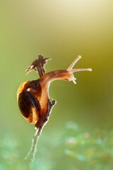 Snail on a leaf in tropical garden 