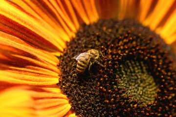 Bee and flower. Close up of a large striped bee collecting pollen on a yellow sunflower on a Sunny  day. Macro photography. Summer and spring backgrounds