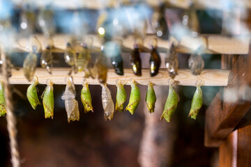 In the tropical butterfly garden of Konya; A butterfly stands next to its cocoon.