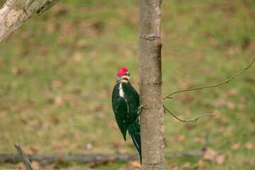 pileated woodpecker