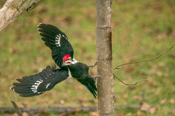 pileated woodpecker flying