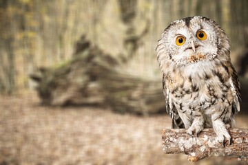 Beautiful wild owl sitting on wood in forest