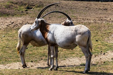 Scimitar oryx animal hugging themselves on the field.