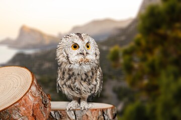 Beautiful wild owl sitting on wood in forest