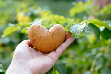 Farmer holds a heart-shaped potato in his hands against the background of growing potatoes during the harvest. Agriculture and agronomy. Close-up