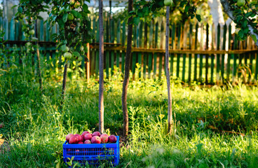 Harvest of apples. Red ripe juicy apples in a blue box in the garden under the apple tree in the rays of sunlight.Gardening