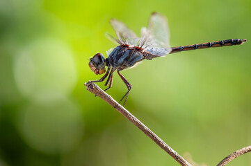 Dragon fly on leaf 