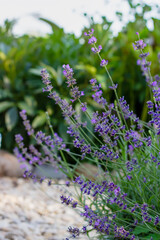 Obraz na płótnie Canvas Lavender bush in the summer garden
