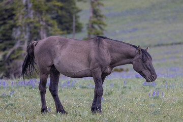 Fototapeta premium Beautiful Wild Horse in the Pryor Mountains Montana in Summer