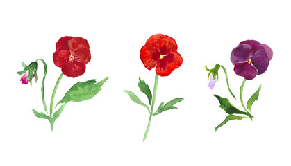 Pansies, red flowers, purple pansy watercolor illustration, floral illustration , blossom