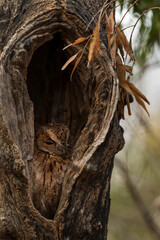 Rainforest Scops Owl - Otus rutilus, beautiful owl endemic to Madagascar forests, Kirindy, Madagascar.