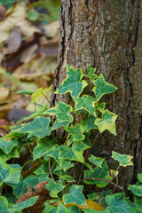 Variegated ivy Hedera helix Goldchild climbs on a pine trunk In the shadow garden. Nature concept for design. Selective focus