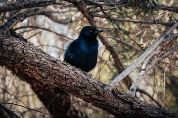 Portrait eines Rotschulter-Glanzstars (Lamprotornis nitens) auf einem Campingplatz in Namibia