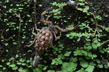 A mother Chinese swimming scorpion holds her babies to protect them from predators. This Scorpion...