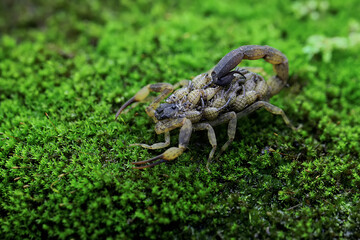 A mother Chinese swimming scorpion holds her babies to protect them from predators. This Scorpion...