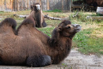 Camel family at the zoo, close up. Keeping wild animals in zoological parks.