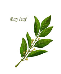 Bay leaves, herb seasoning or spice flavoring and herbal condiment, vector cooking ingredient. Bay leaf plant branch for spice and herbs product package, cooking recipe and healthy food spice