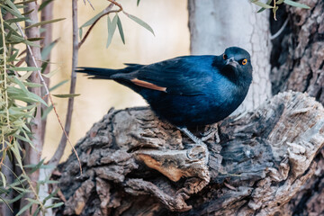 Portrait eines Rotschulter-Glanzstars (Lamprotornis nitens) auf einem Campingplatz in Namibia