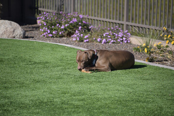 A large brown Pit bull dog chewing on a bone in a yard.