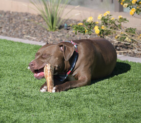 A large brown Pit bull dog chewing on a bone in a yard.
