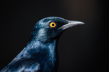 Close Up - Portrait eines Rotschulter-Glanzstars (Lamprotornis nitens) auf einem Campingplatz in Namibia