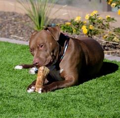 A large brown Pit bull dog chewing on a bone in a yard.