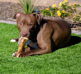 A large brown Pit bull dog chewing on a bone in a yard.