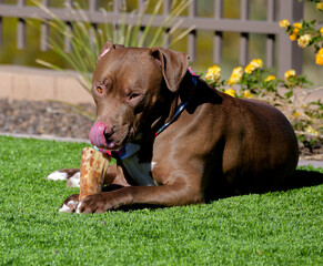 A large brown Pit bull dog chewing on a bone in a yard.