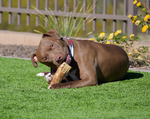 A large brown Pit bull dog chewing on a bone in a yard.