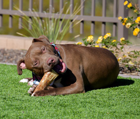 A large brown Pit bull dog chewing on a bone in a yard.