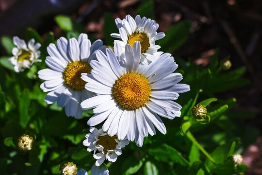 White Common daisy flowers in green garden