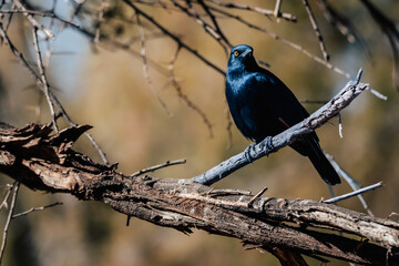 Portrait eines Rotschulter-Glanzstars (Lamprotornis nitens) auf einem Campingplatz in Namibia