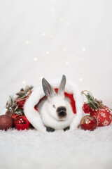 A cute little white rabbit is sitting into a Santa's hat on a white background with red christmas tree balls. The year of the rabbit. The symbol of 2023.