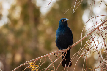 Portrait eines Rotschulter-Glanzstars (Lamprotornis nitens) auf einem Campingplatz in Namibia