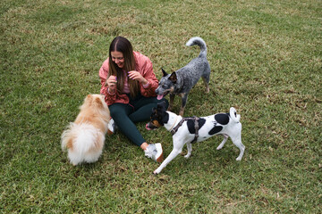 Girl playing with dogs sitting on the grass