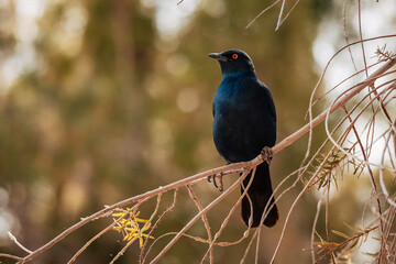 Portrait eines Rotschulter-Glanzstars (Lamprotornis nitens) auf einem Campingplatz in Namibia
