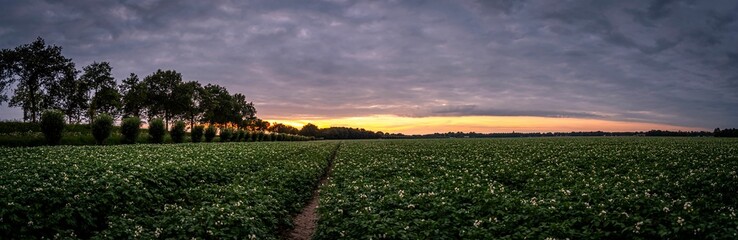 Panoramic view of a potato plant field, with a sunset sky in the background
