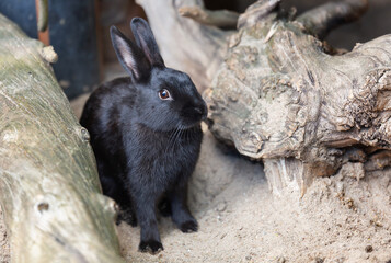 The black hare sits near the stones. 2023 is the year of the black rabbit. Pet.