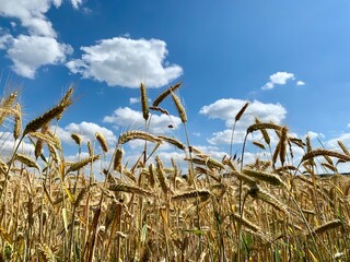 field of wheat