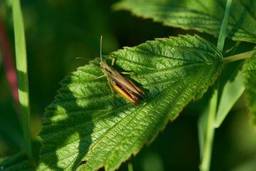 Bunter Grashüpfer (Omocestus viridulus).