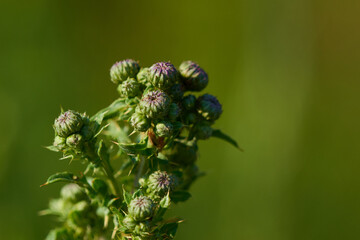 Blüte der Acker-Kratzdistel