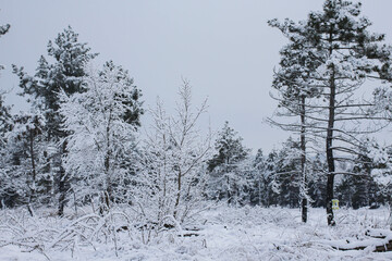 Snow in the forest. christmas mood