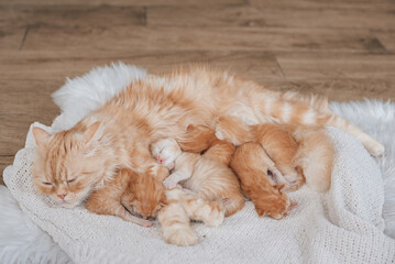 Mother cat and baby cats