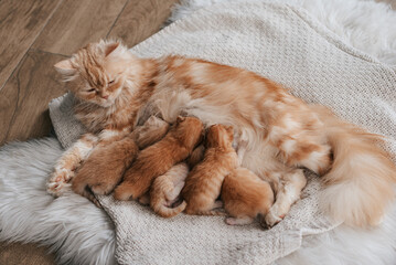 Mother cat and baby cats